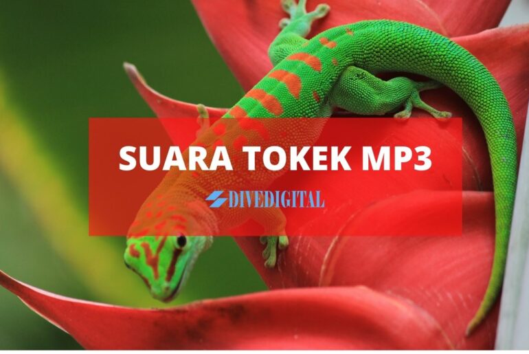 SUARA TOKEK MP3