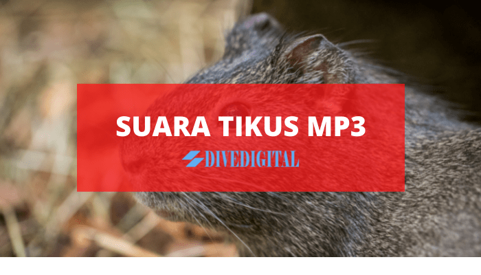 SUARA TIKUS MP3-min