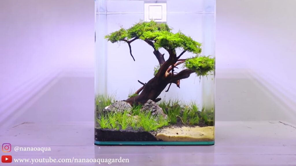 aquascape bonsai
