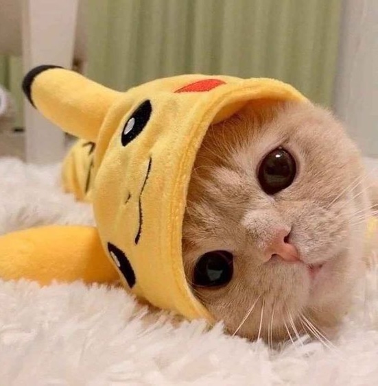 1. Cute Cat pfp Dressed As Pikachu