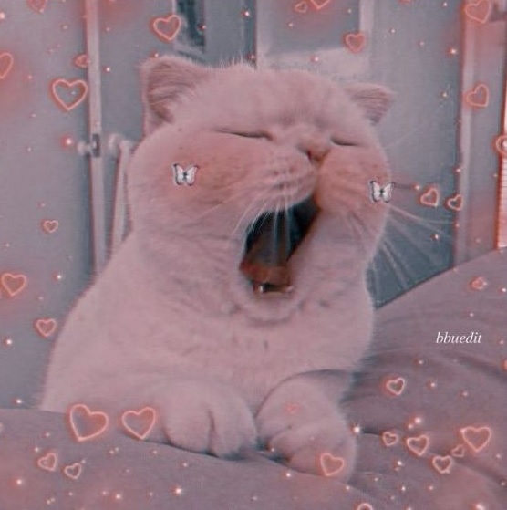 11 Yawning Cat like a Quuen