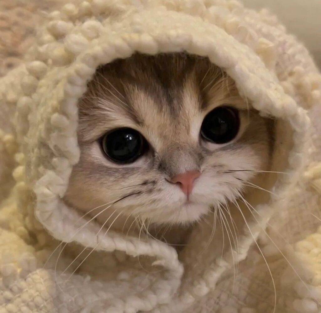 13 Cold Cats Using Blankets