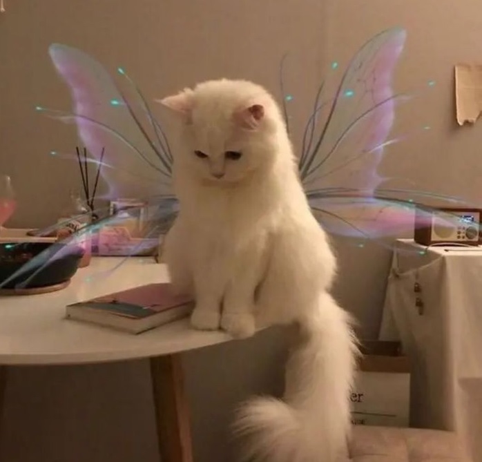 14 Winged Cat Like an Angel