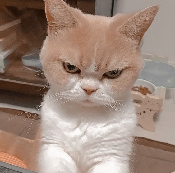 18 Angry Cat, and Still Cute